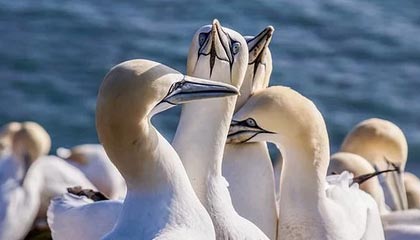 九游下载安装-政府资金投入助力威尔士青训体系建设，威尔士2022