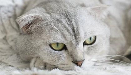 九游下载安装-政府资金投入助力威尔士青训体系建设，威尔士2022