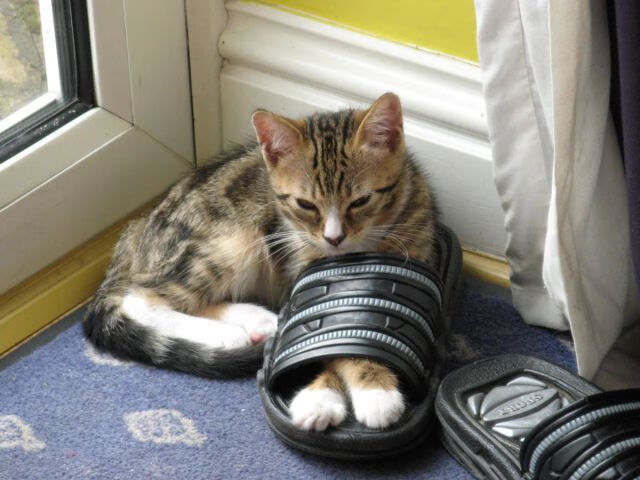 库里称年轻球员需要更多比赛锻炼，库里 年纪