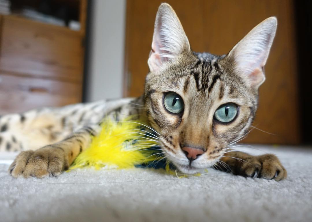 德甲决赛瞬间：黄金时间的绝妙射门，德甲的比赛