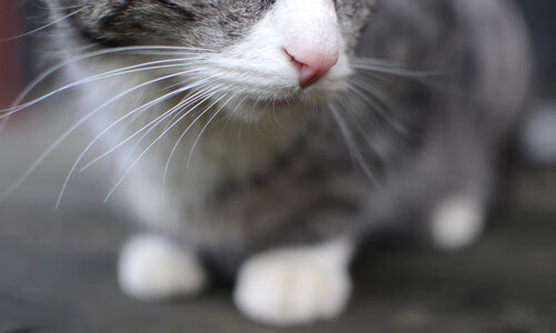 九游app官网下载-球队出发前往客场现场球迷自发送行场面感人引发关注，球迷冲入球场会受到处理