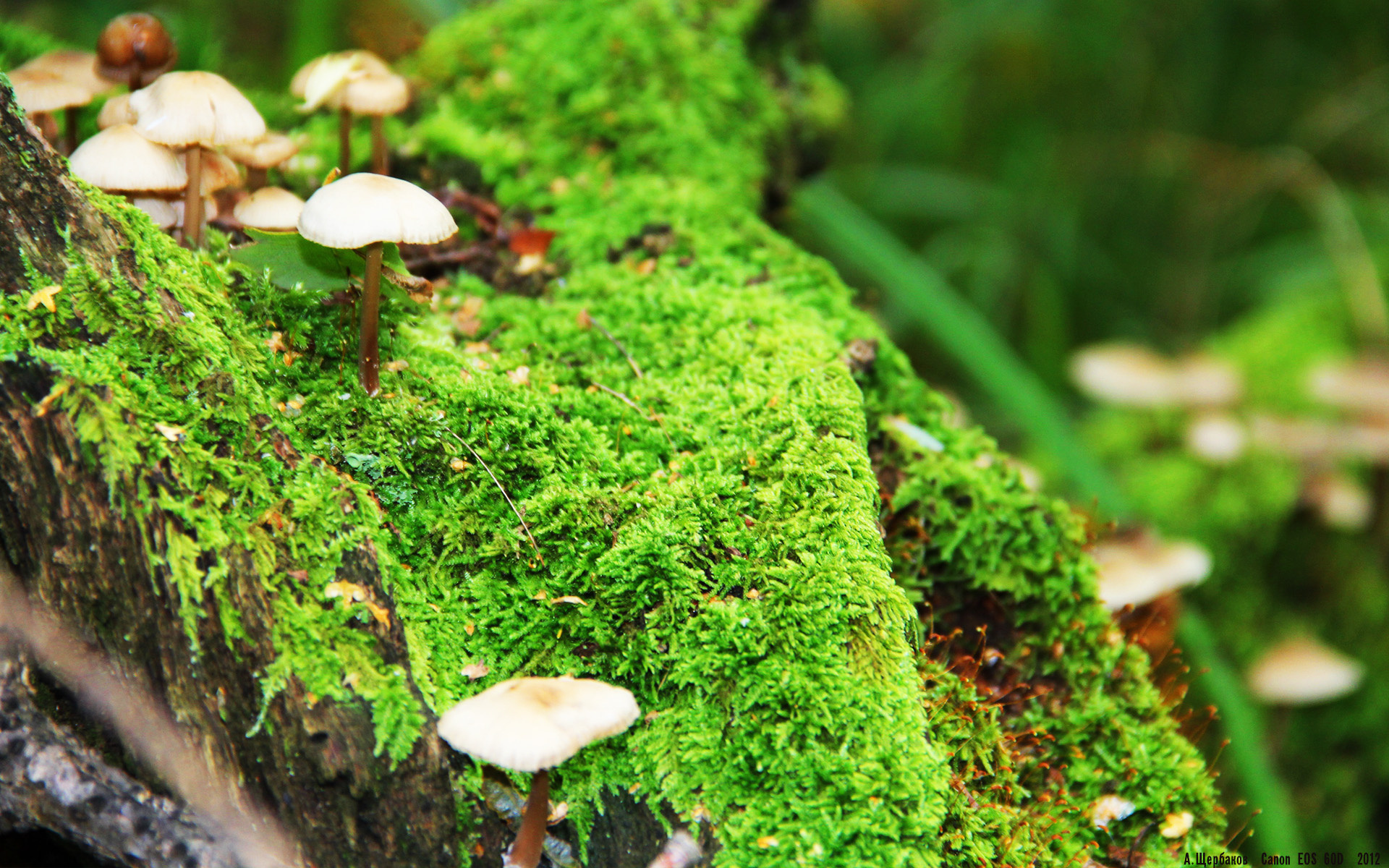 九游娱乐官网 (JIUYOU)-美洲杯明星闪耀夜：激情与荣耀交织！，美洲杯颁奖嘉宾